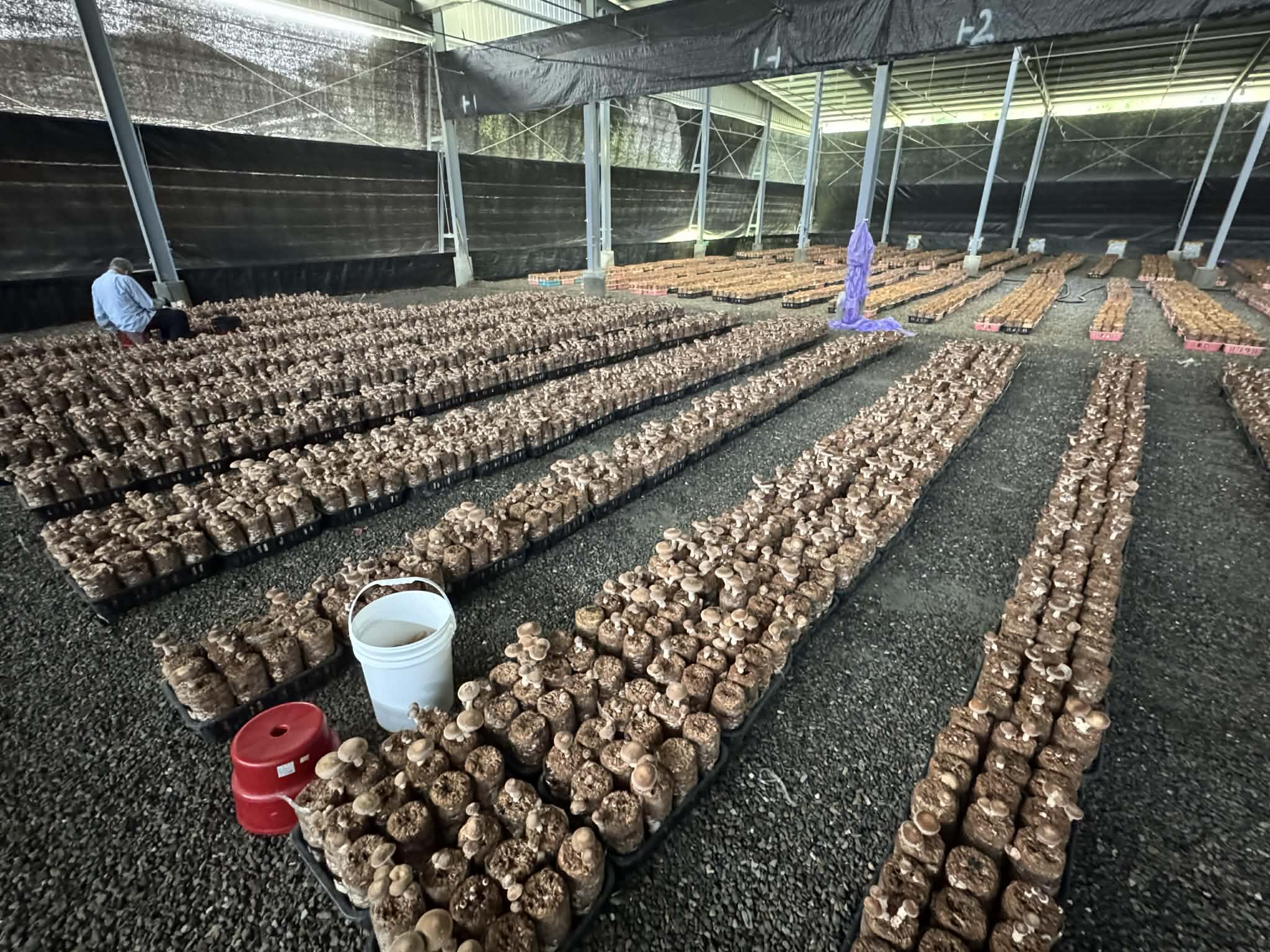 金埔里香菇背景